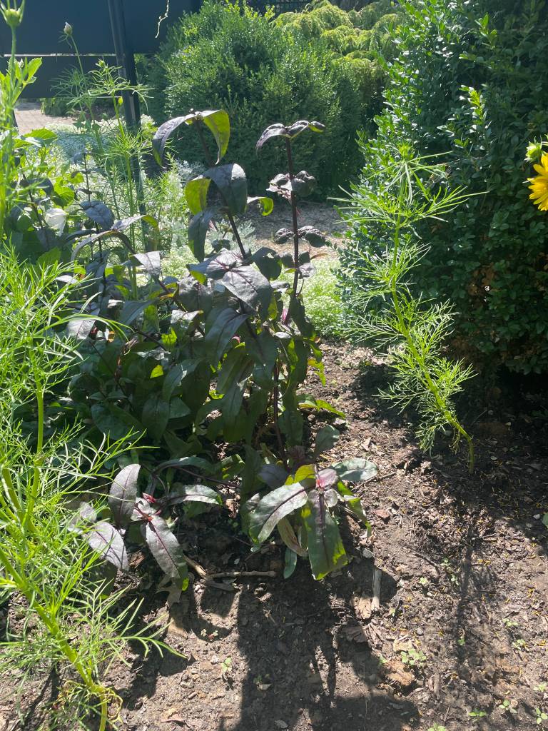 Plant name: Beardtongue Penstemon digitalis 